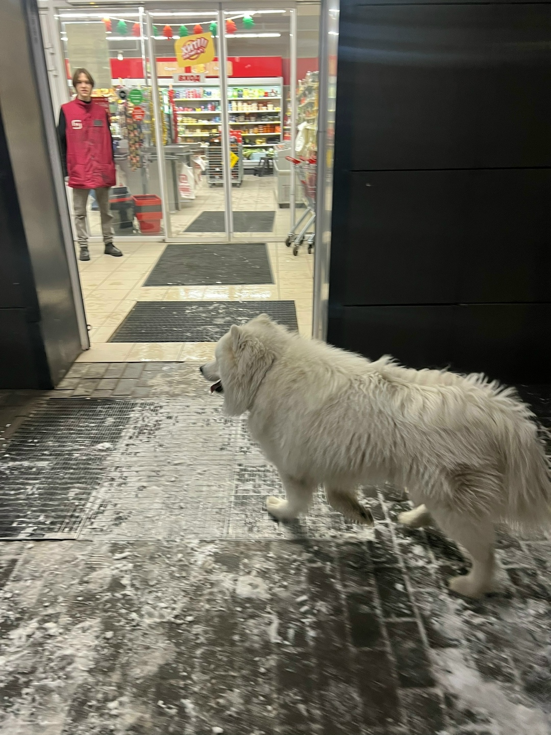 Пропала собака в Петрозаводске — фото объявления