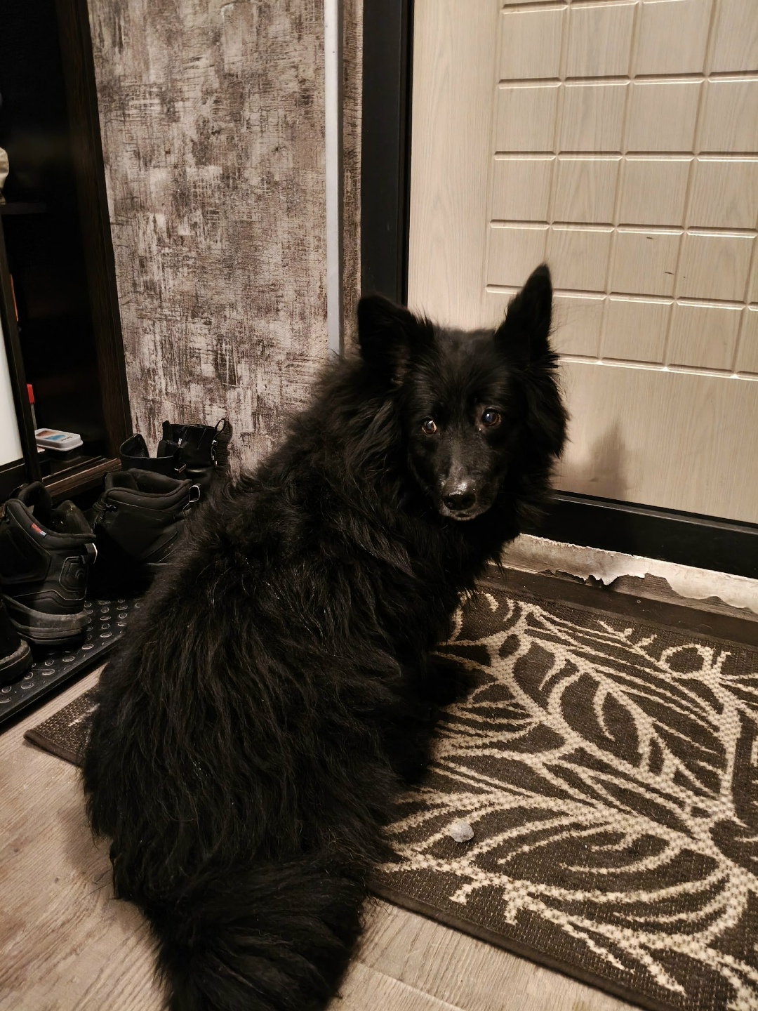 Найдена собака в Петрозаводске — фото объявления