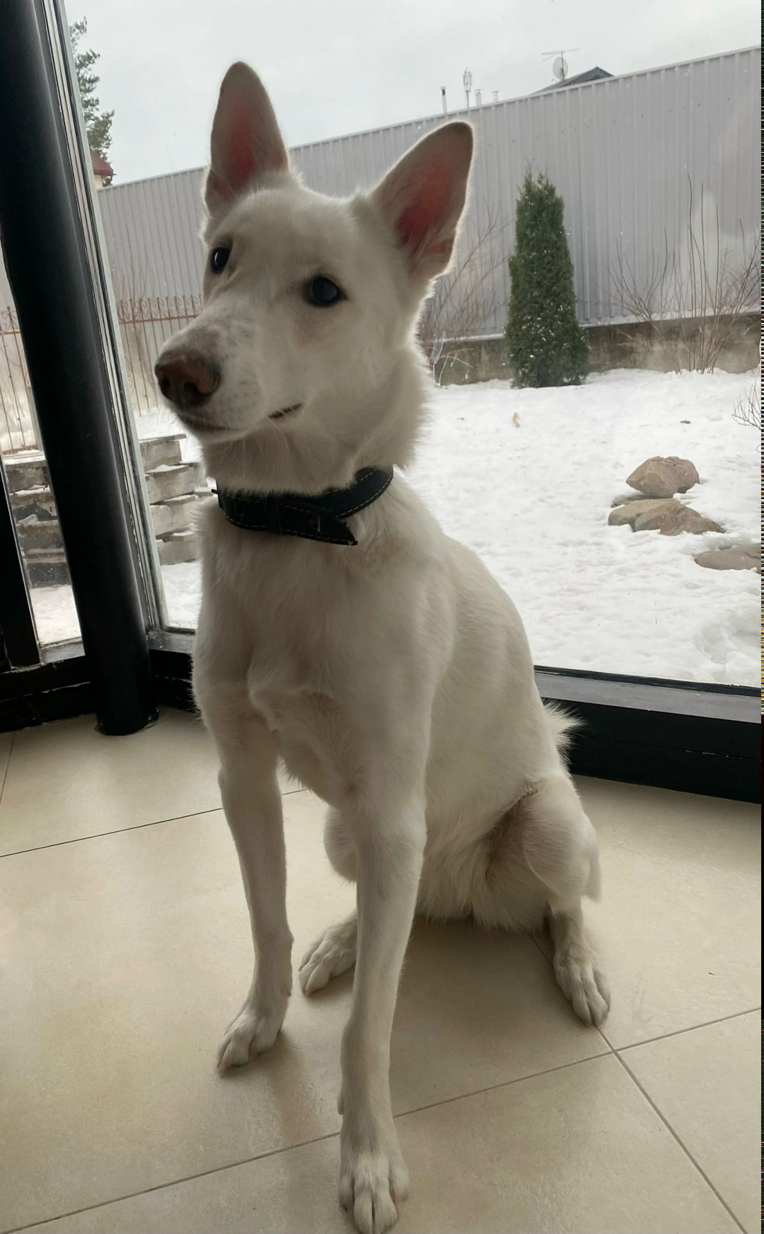 Пропала собака в Петрозаводске — фото объявления