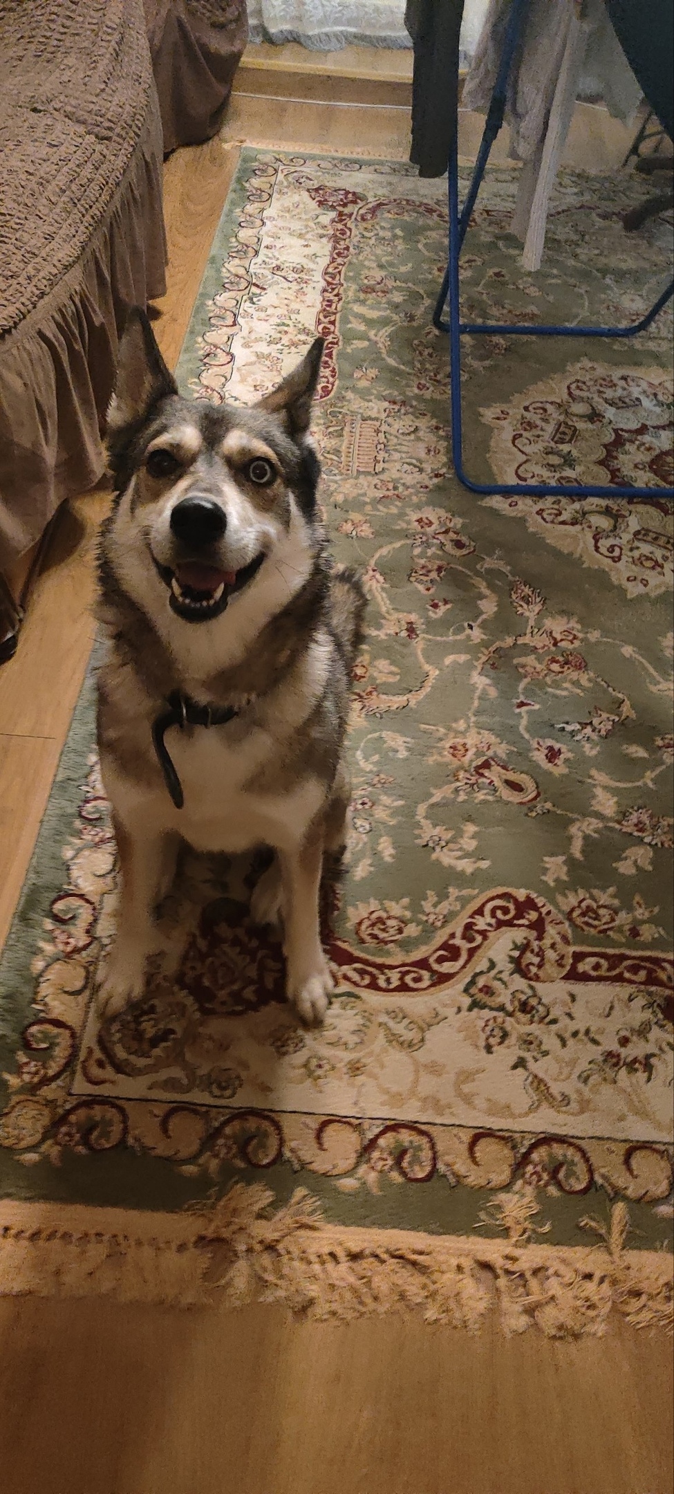 Найдена собака в Петрозаводске — фото объявления