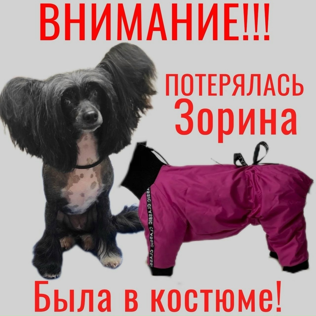 Пропала собака в Петрозаводске — фото объявления