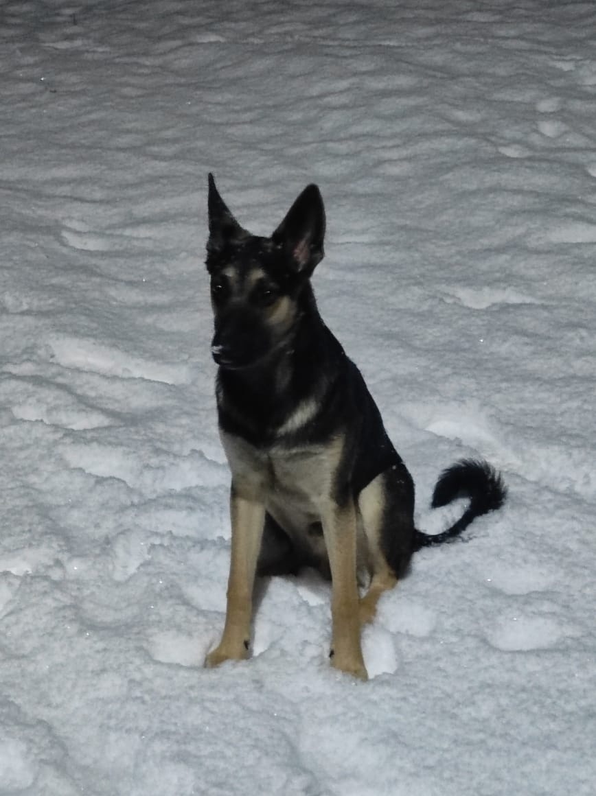 Пропала собака в Петрозаводске — фото объявления