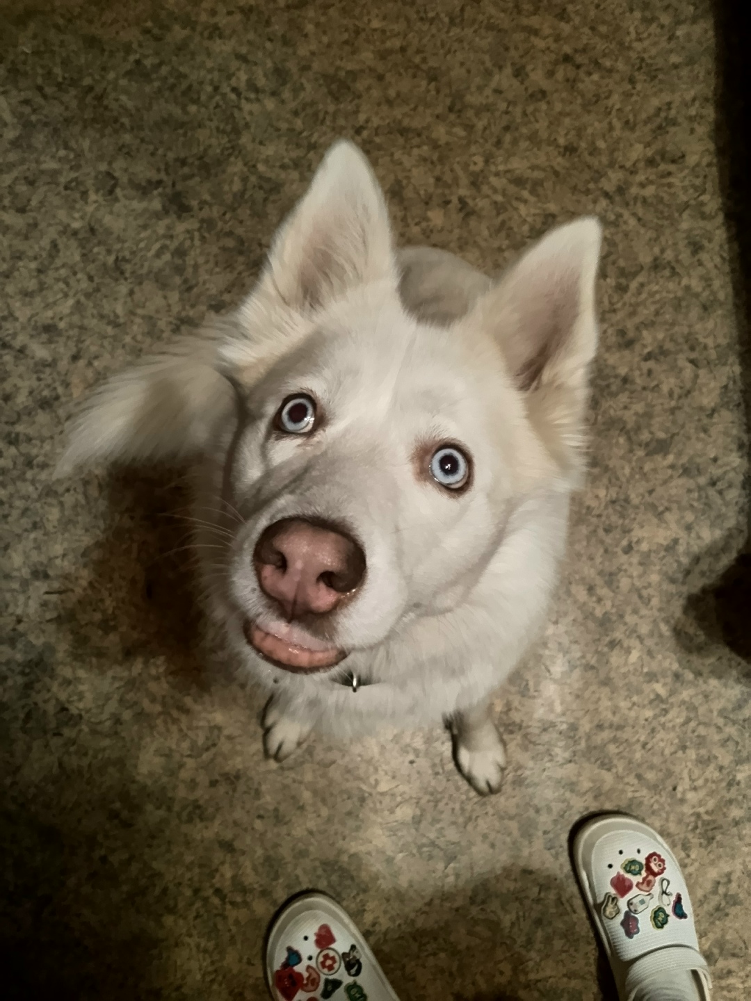 Найдена собака в Петрозаводске — фото объявления