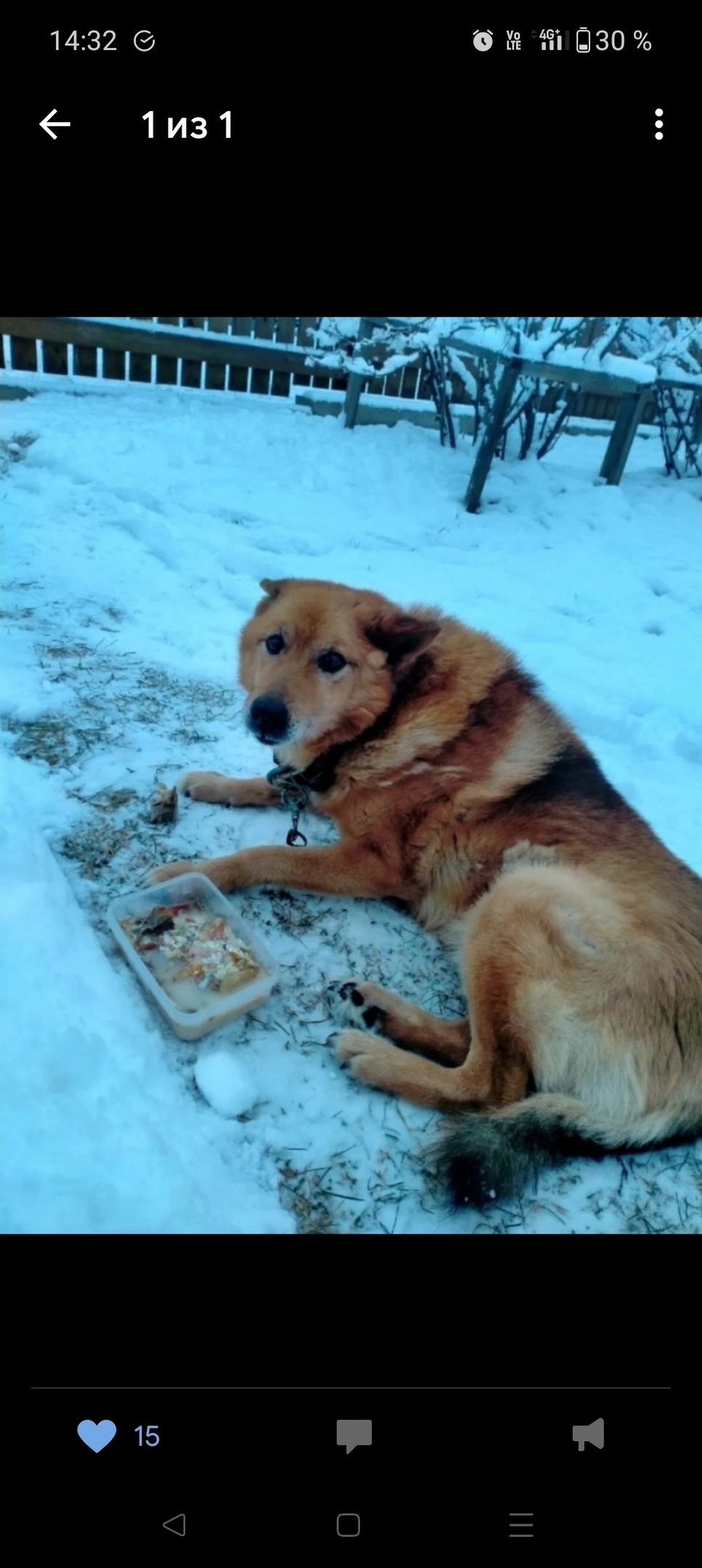 Пропала собака в Петрозаводске — фото объявления