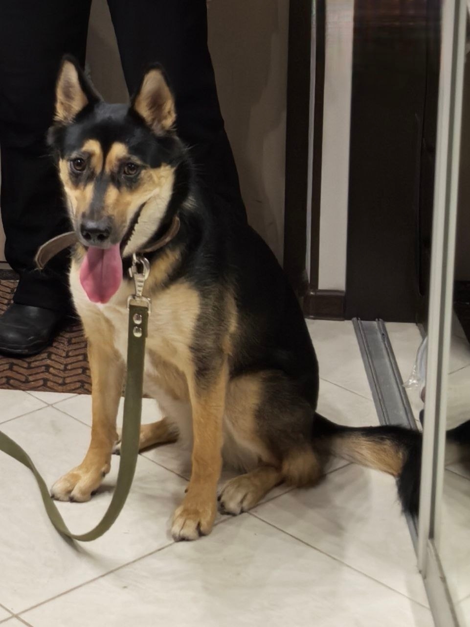 Пропала собака в Петрозаводске — фото объявления