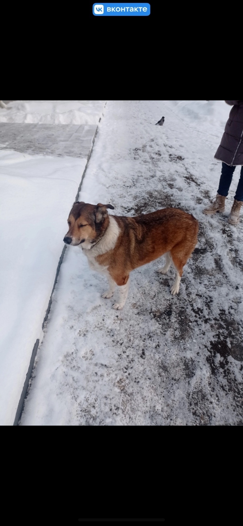 Пропала собака в Петрозаводске — фото объявления