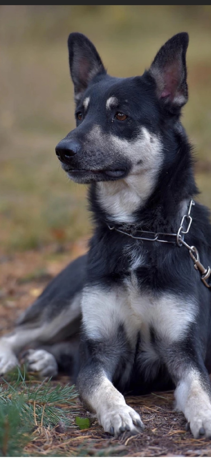 Пропала собака в Петрозаводске — фото объявления