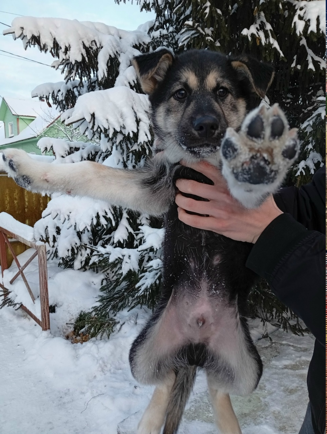 Найдена собака в Петрозаводске — фото объявления