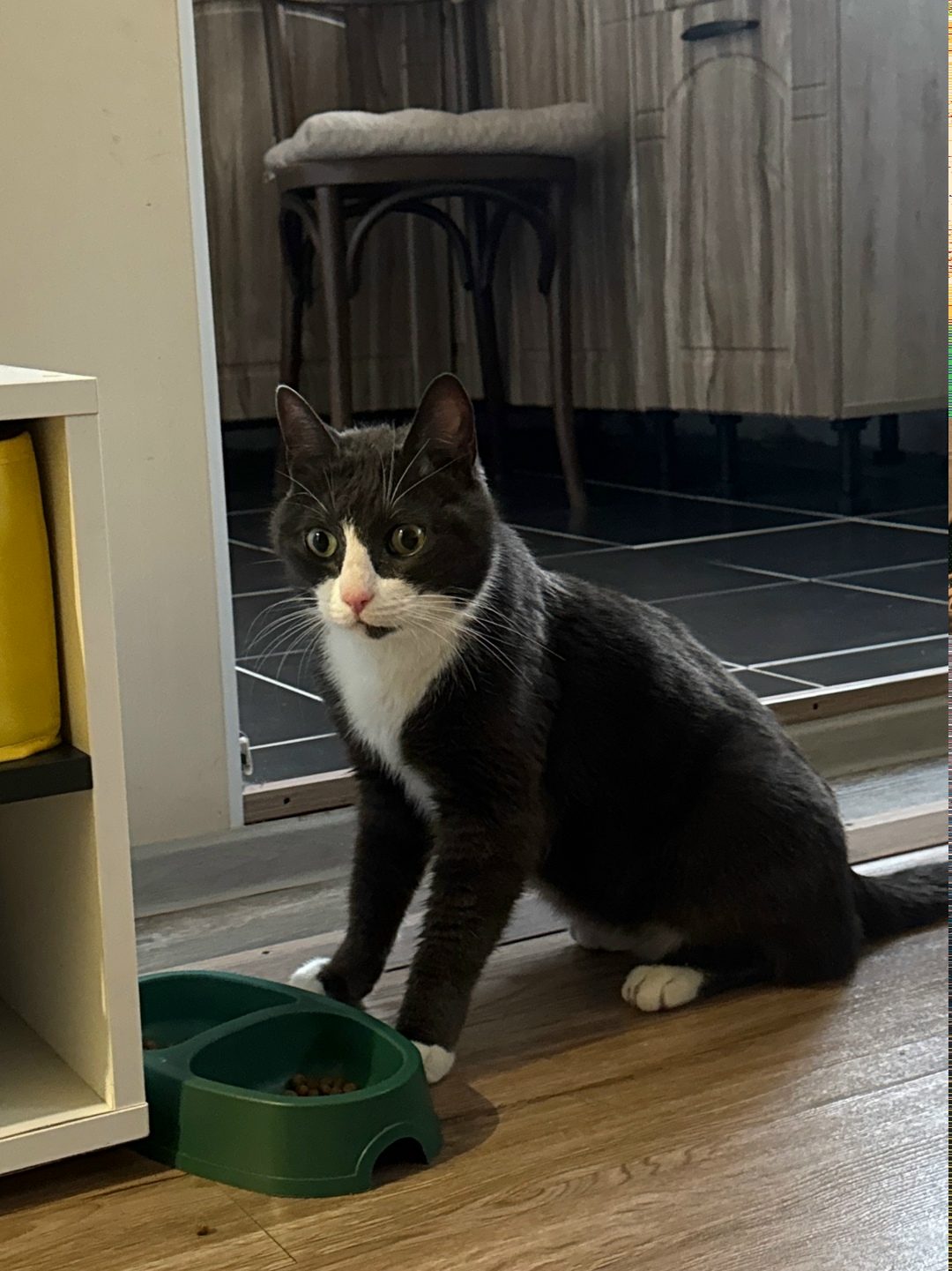 Найдена кошка в Петрозаводске — фото объявления