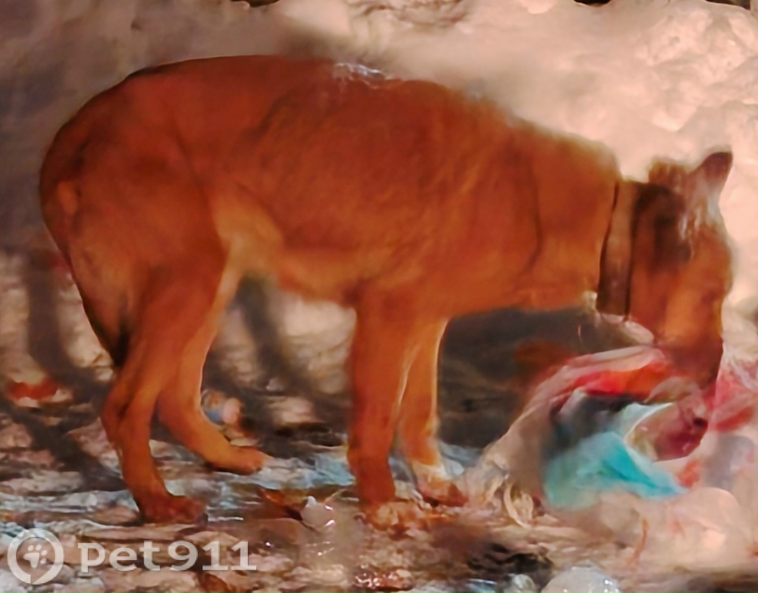 Найдена собака в Петрозаводске — фото объявления