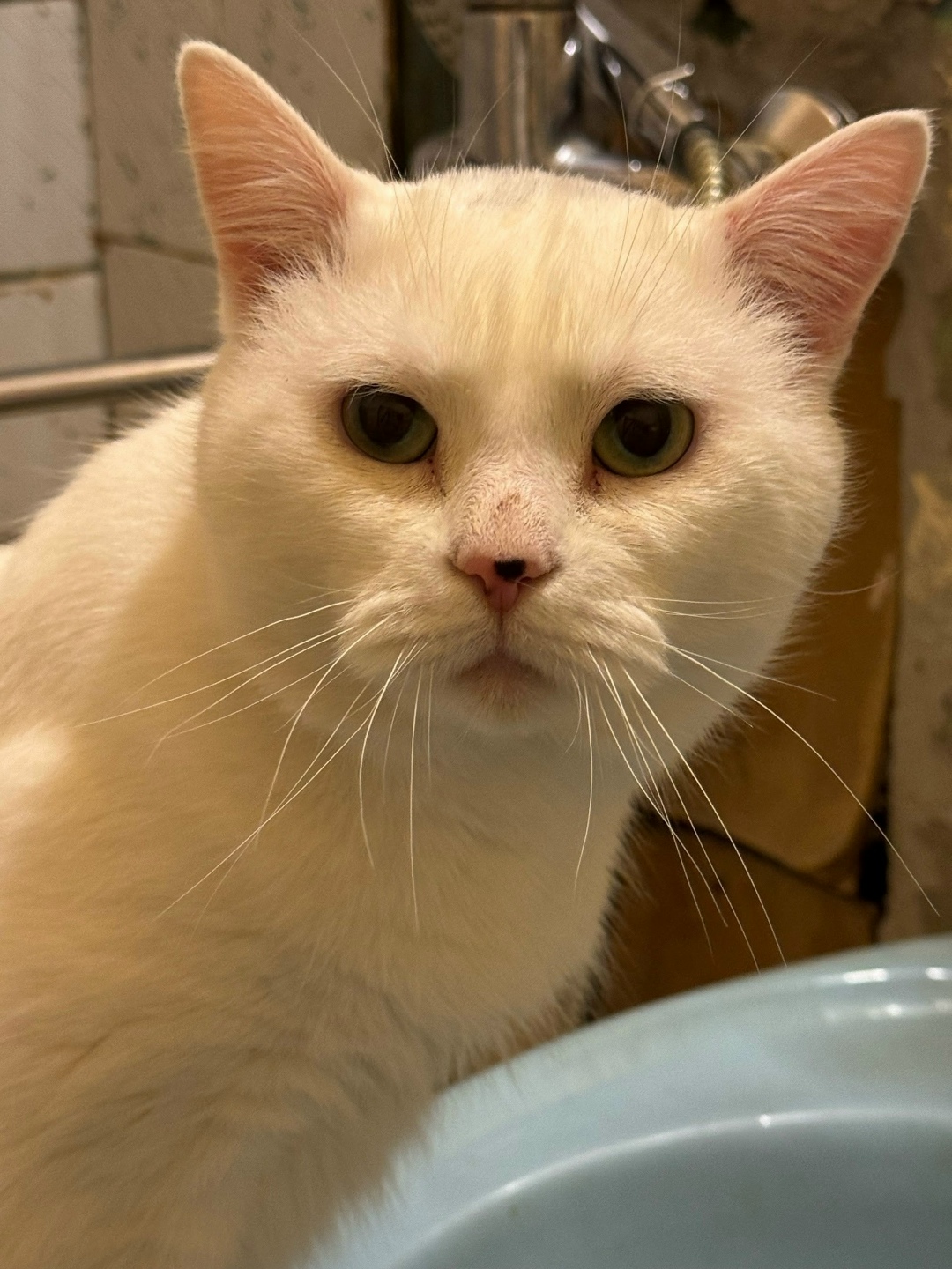 Пропала кошка в Петрозаводске — фото объявления