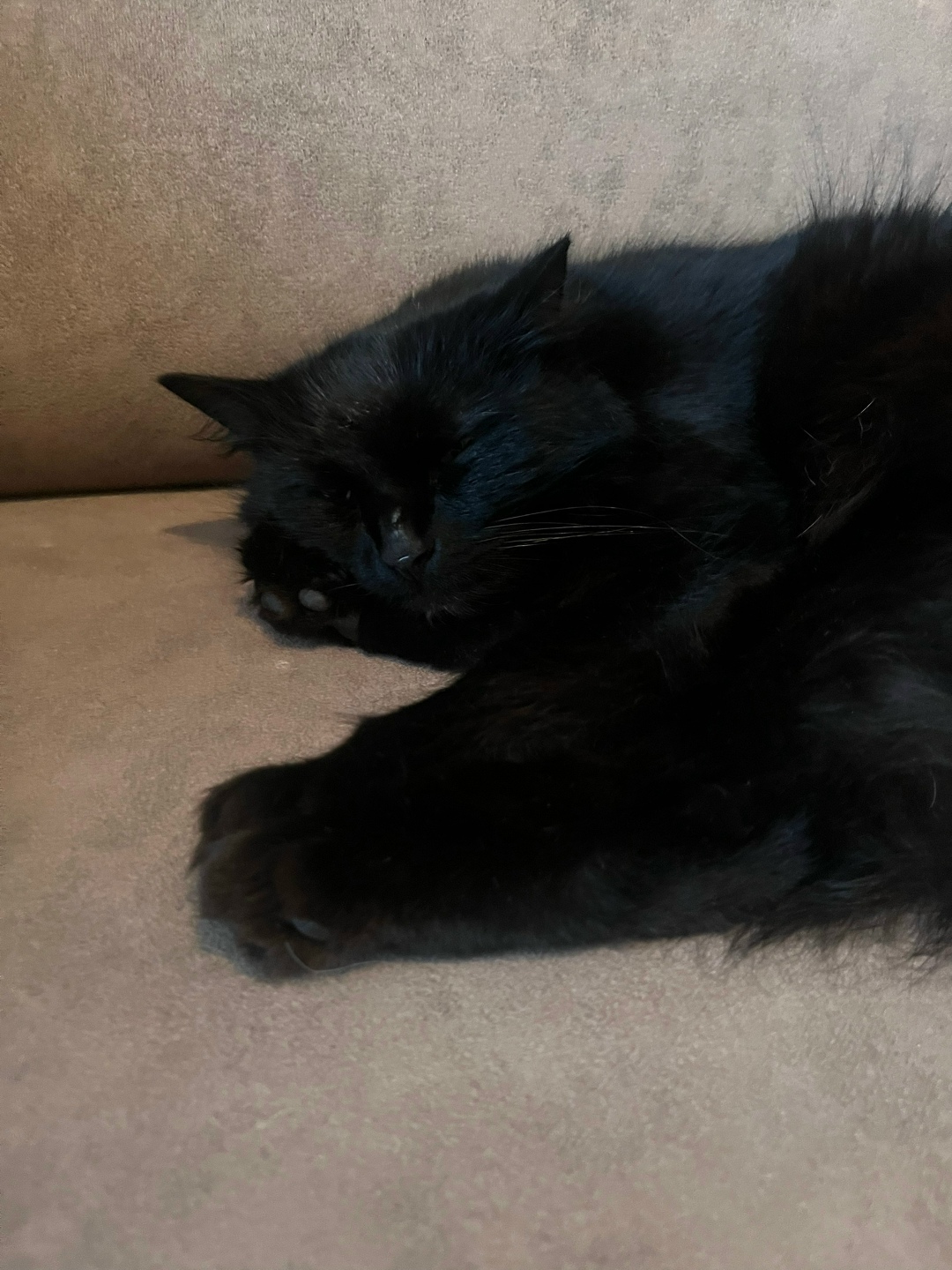 Пропала кошка в Петрозаводске — фото объявления