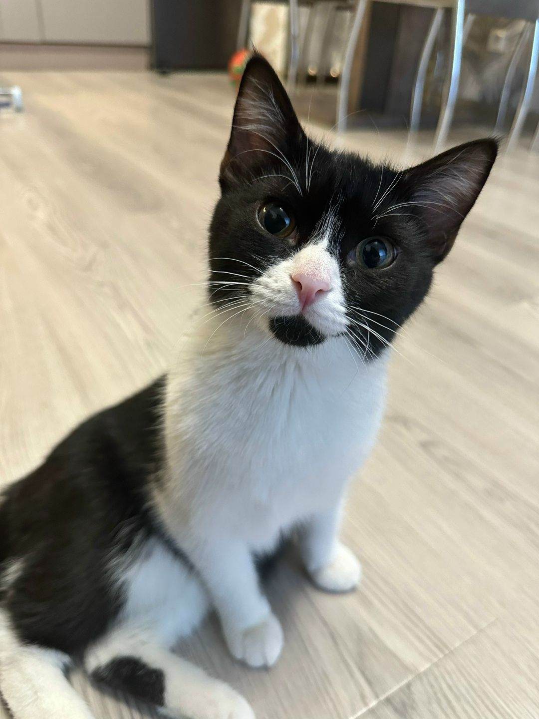 Найдена собака в Петрозаводске — фото объявления