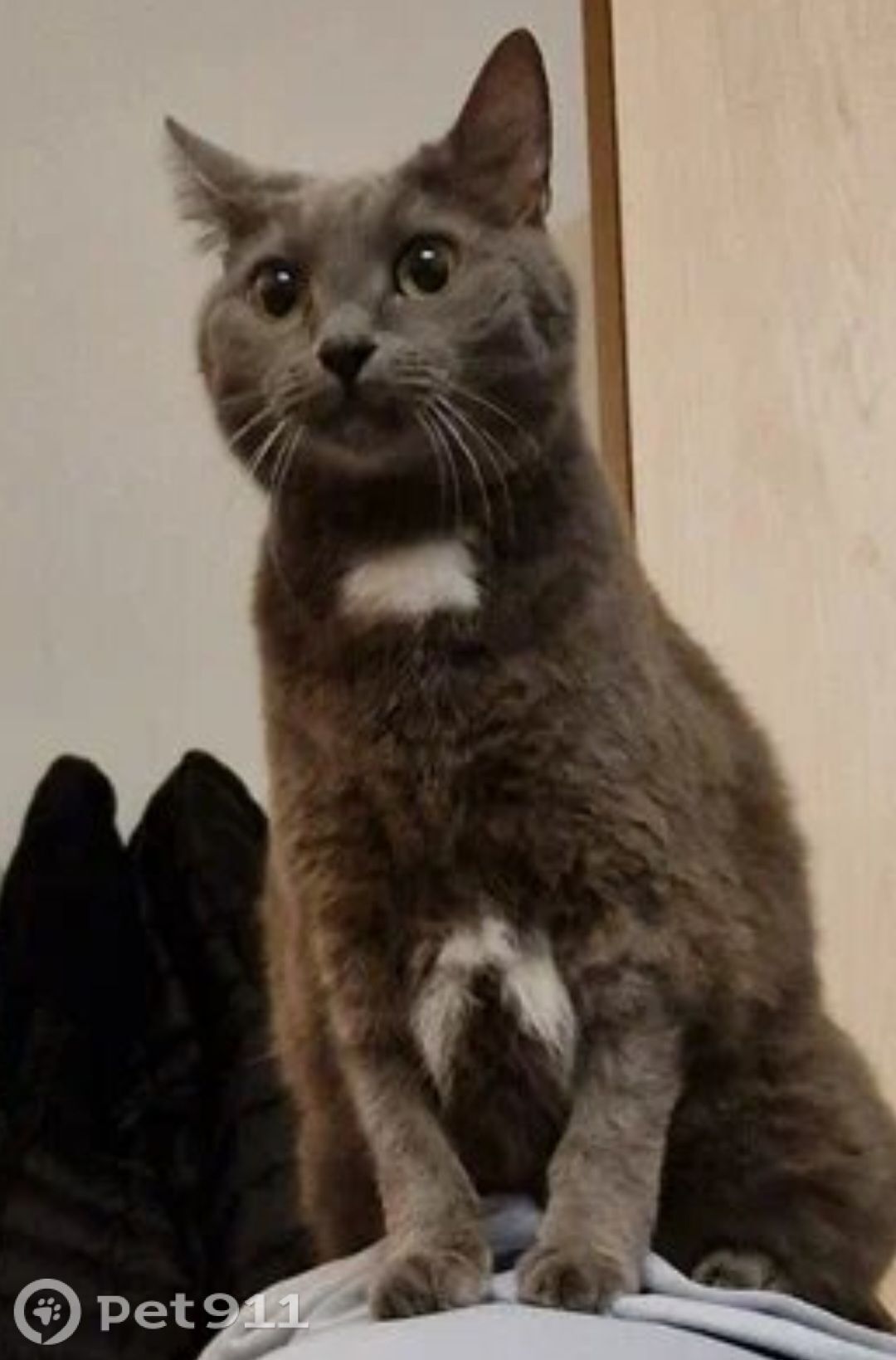 Пропала кошка в Петрозаводске — фото объявления