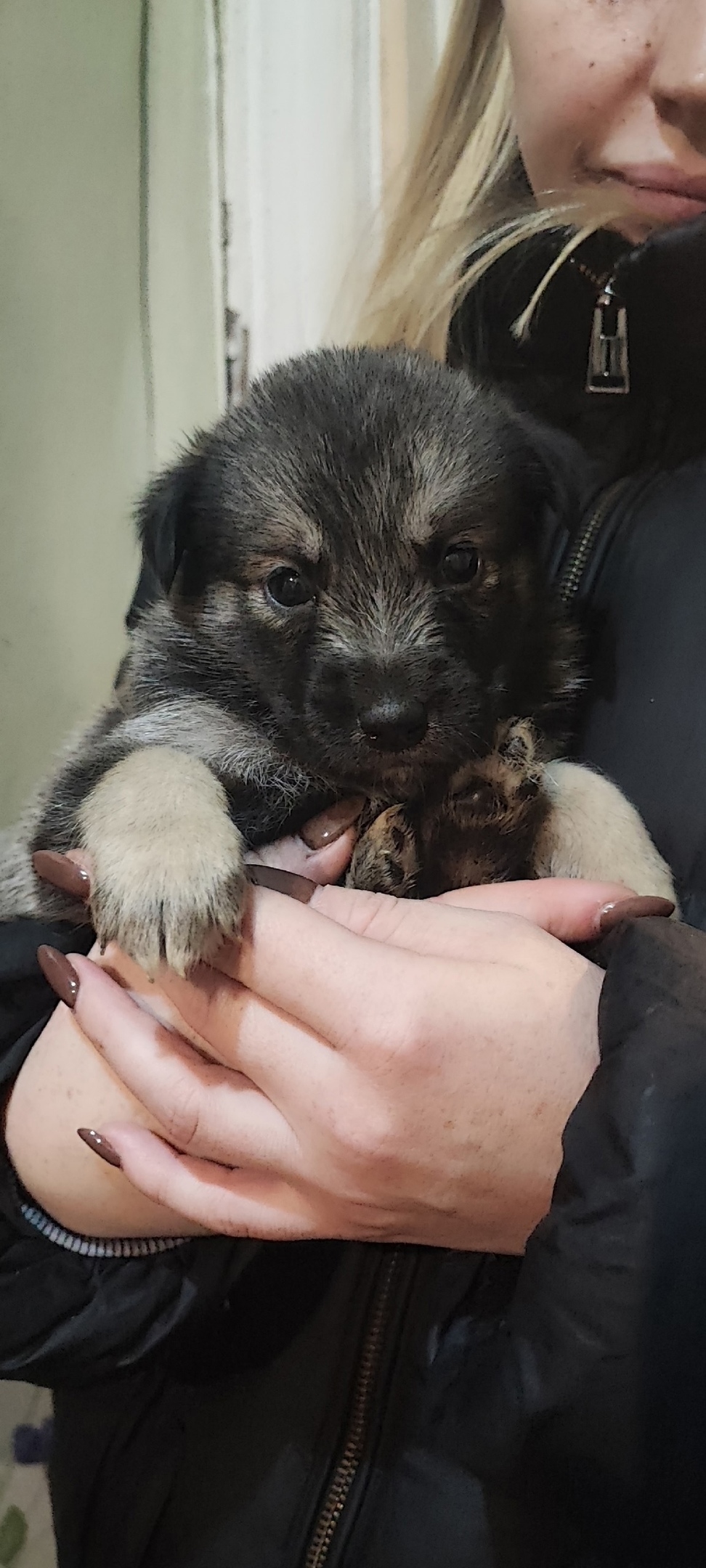 Найдена собака в Петрозаводске — фото объявления