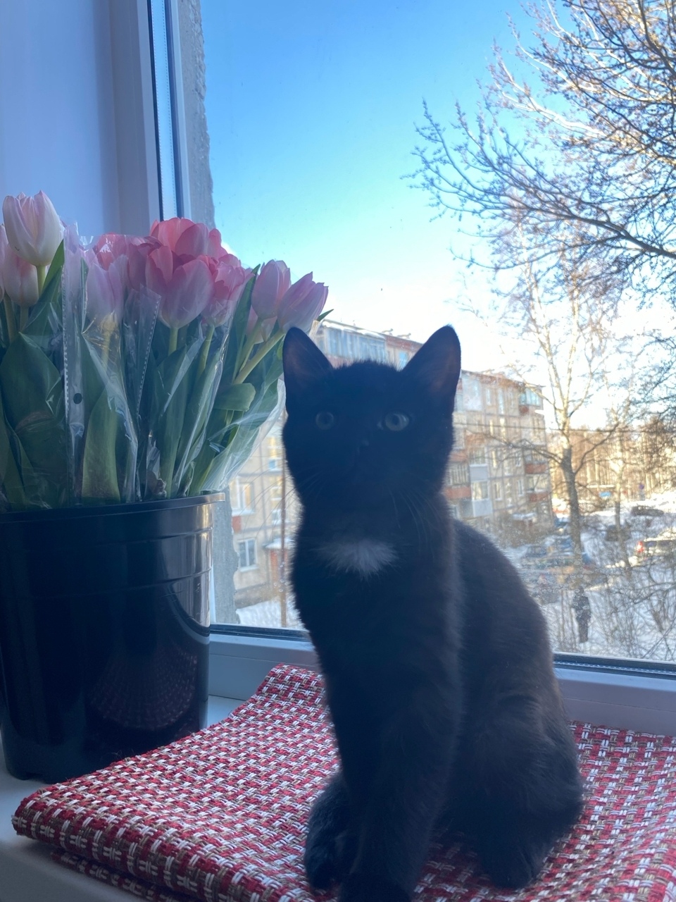 Пропала кошка в Петрозаводске — фото объявления