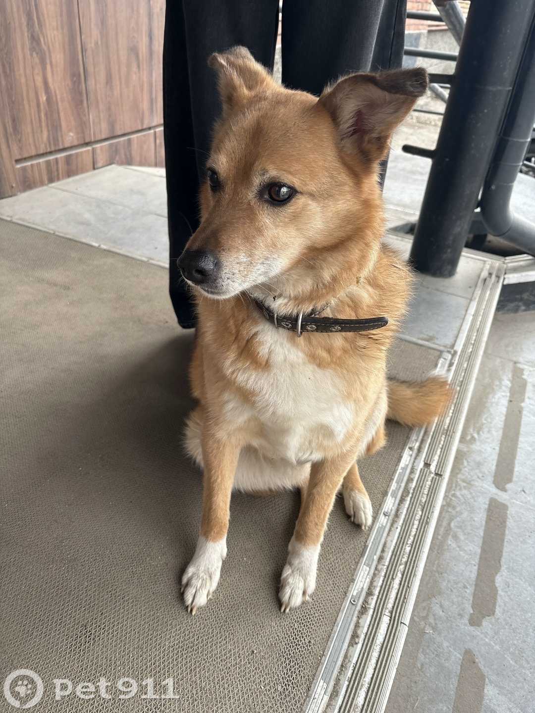 Найдена собака в Петрозаводске — фото объявления