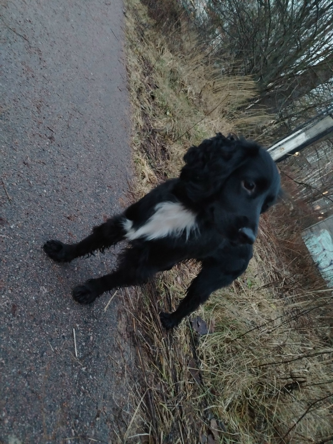 Найдена собака в Петрозаводске — фото объявления