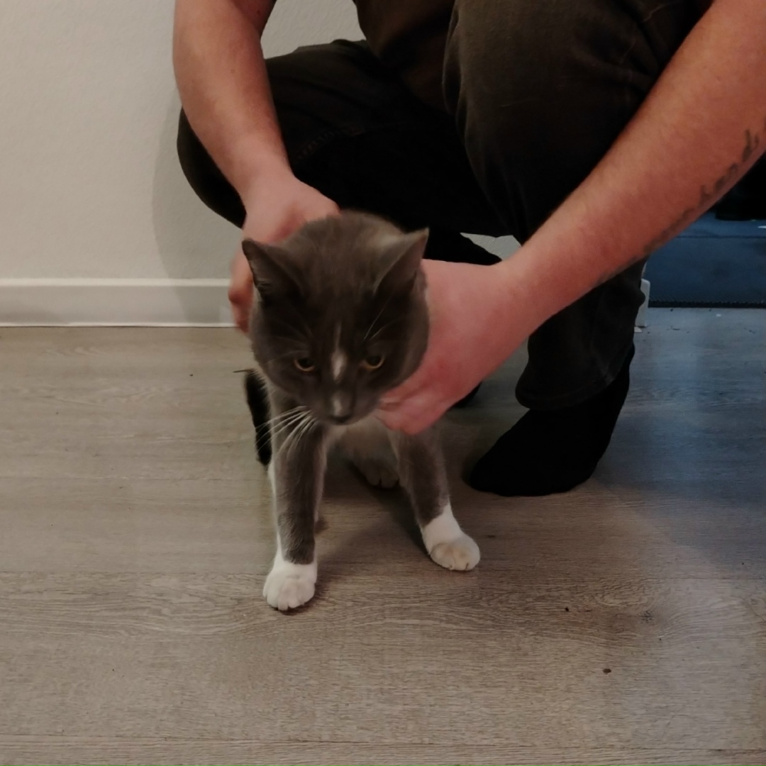 Найдена кошка в Петрозаводске — фото объявления