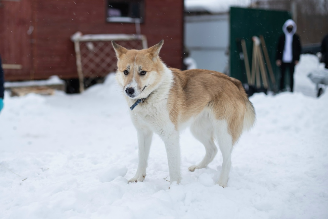Пропала собака в Петрозаводске — фото объявления
