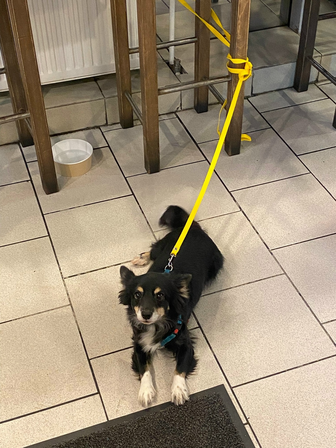 Найдена собака в Петрозаводске — фото объявления