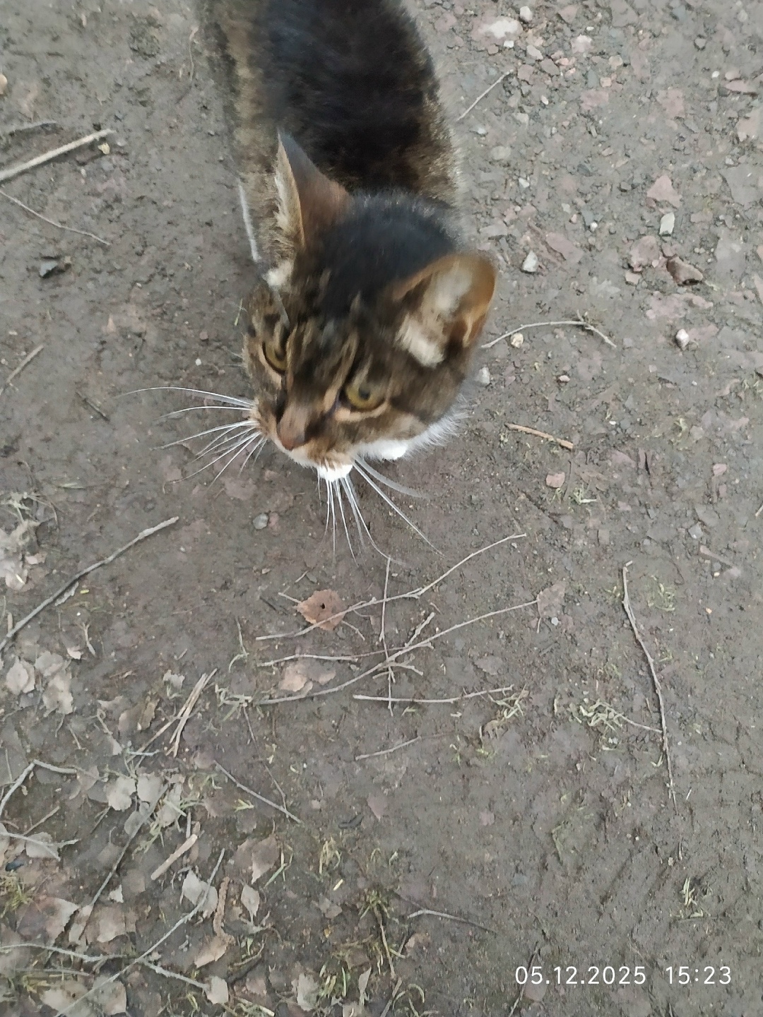 Пропала кошка в Петрозаводске — фото объявления