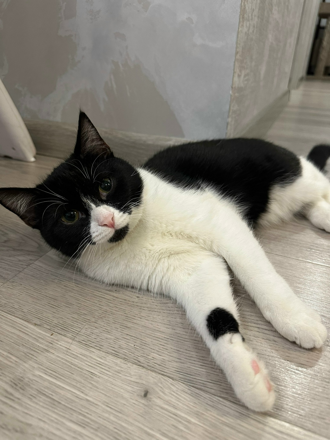 Найдена собака в Петрозаводске — фото объявления