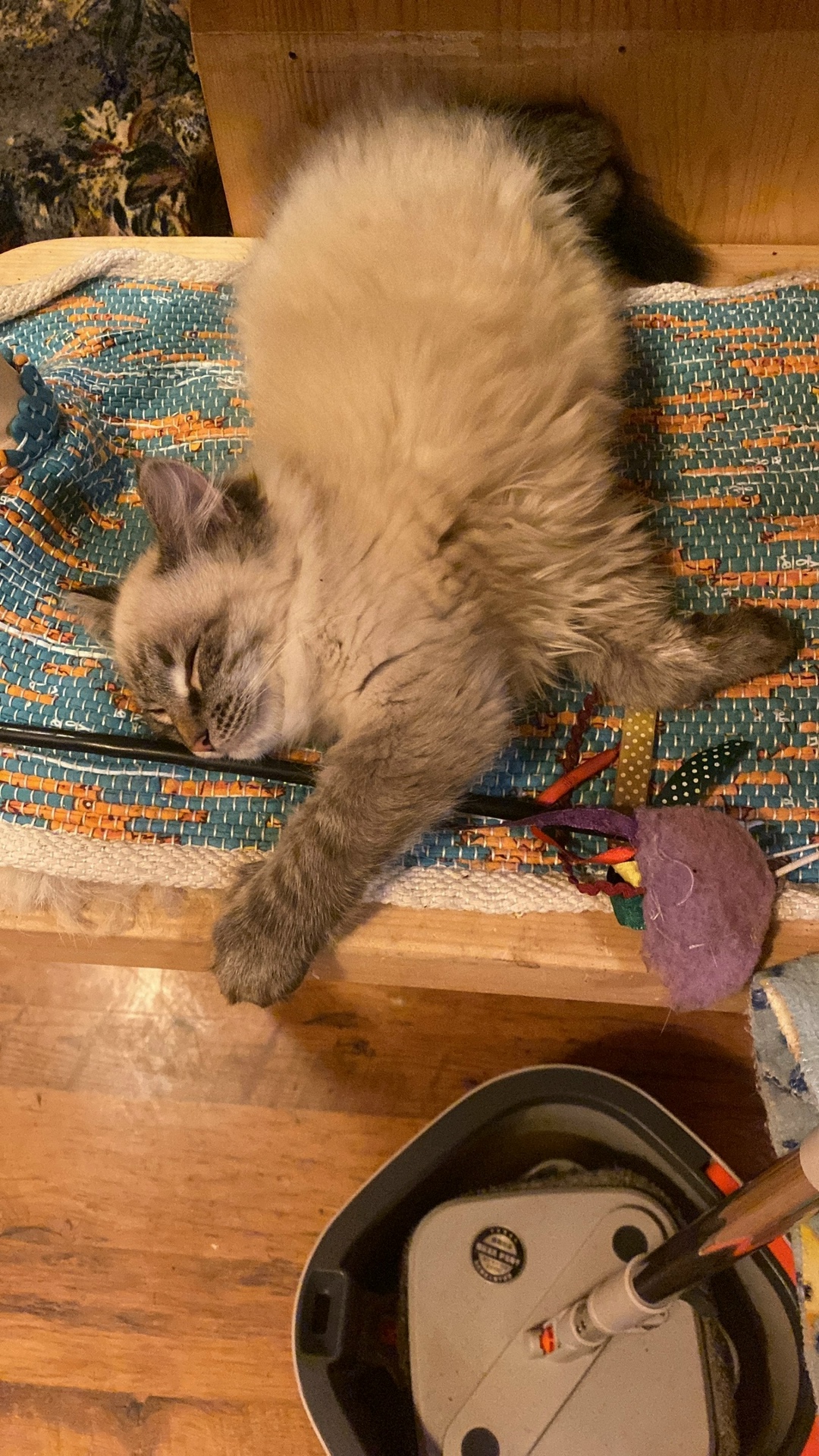 Найдена кошка в Петрозаводске — фото объявления