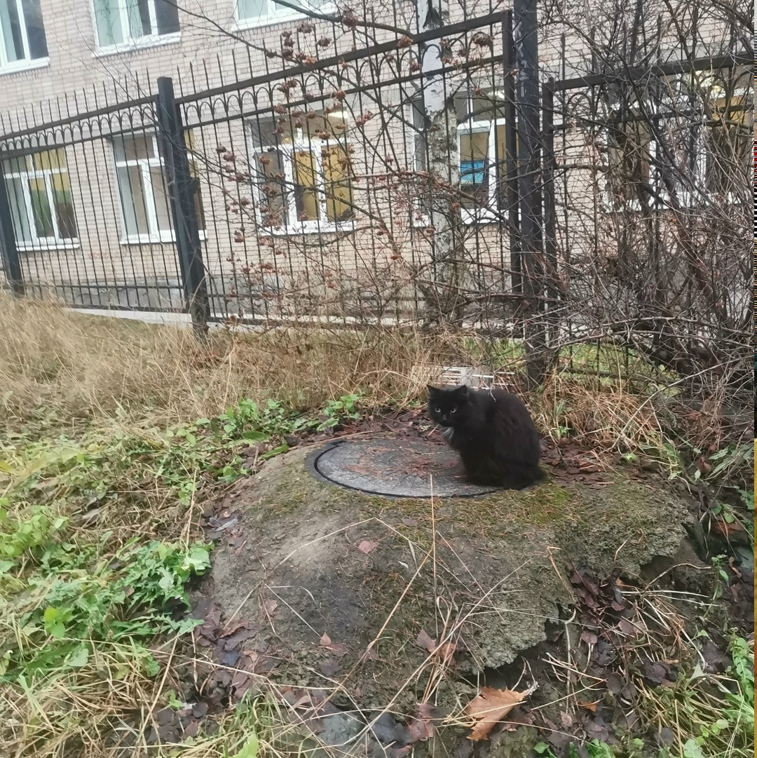 Пропала кошка в Петрозаводске — фото объявления