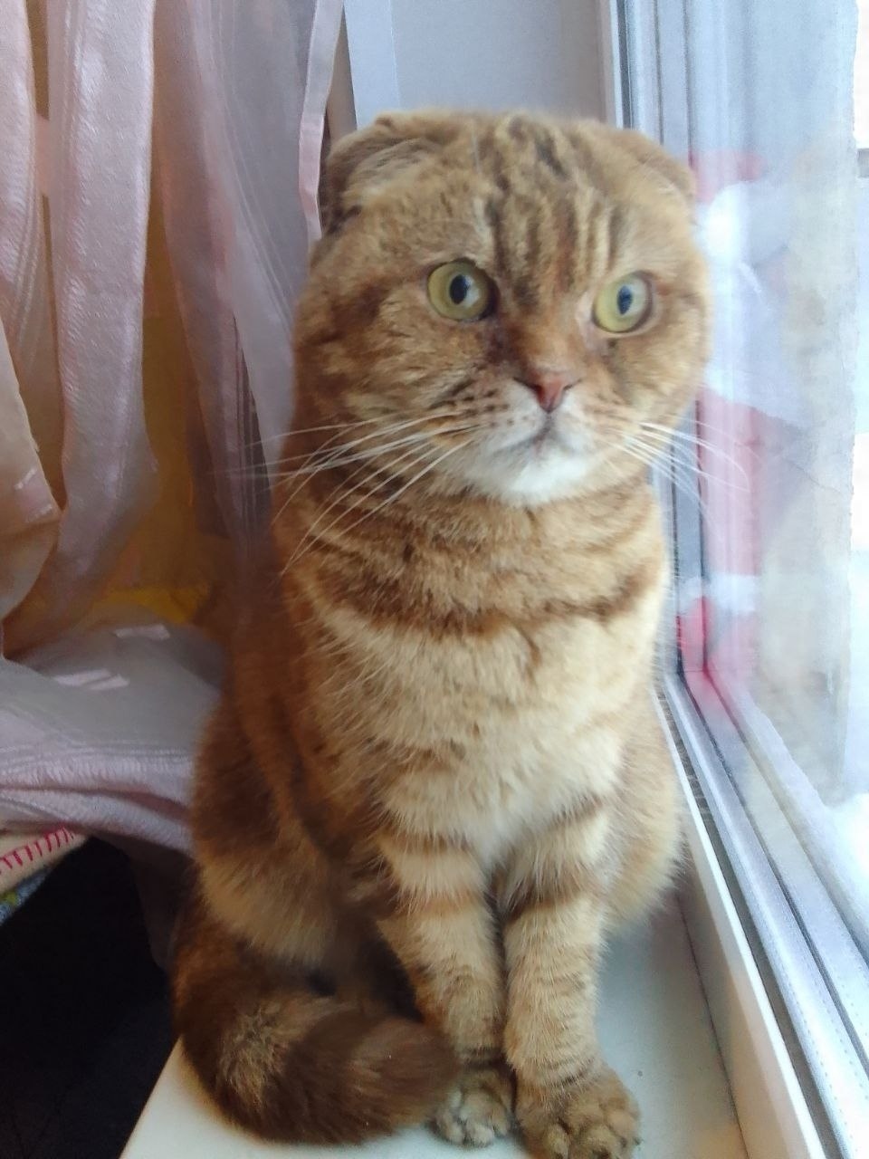 Найдена кошка в Петрозаводске — фото объявления