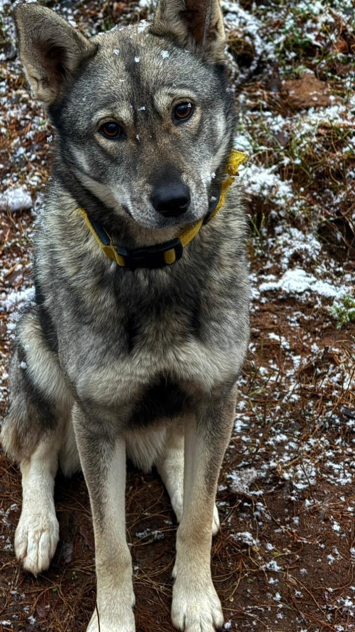 Пропала собака в Петрозаводске — фото объявления