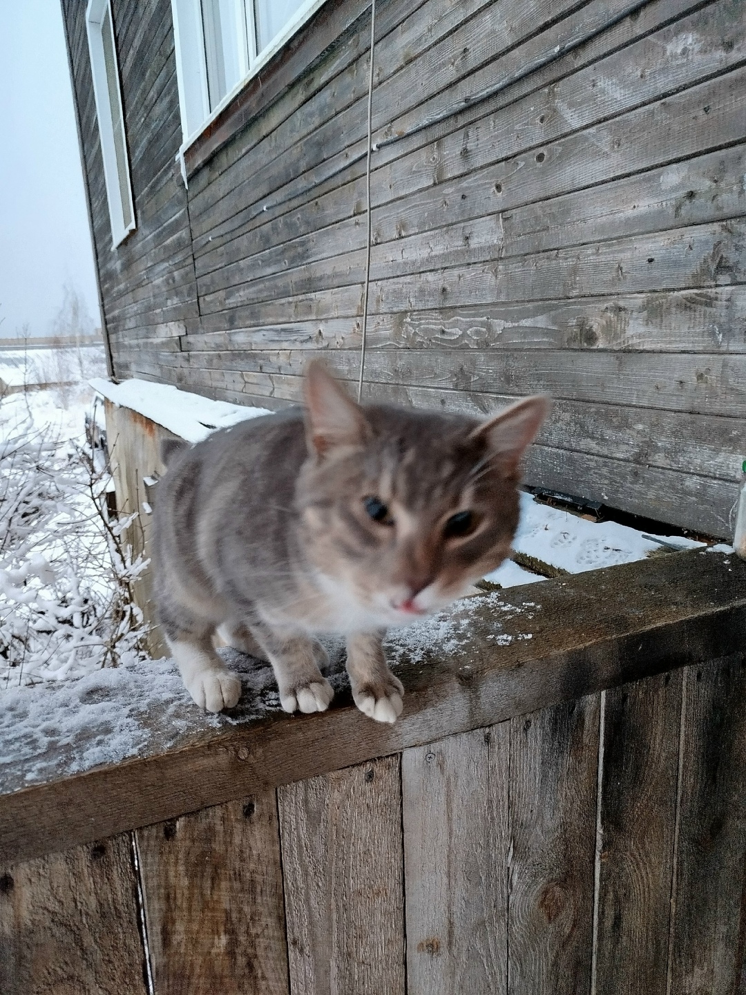 Найдена кошка в Петрозаводске — фото объявления