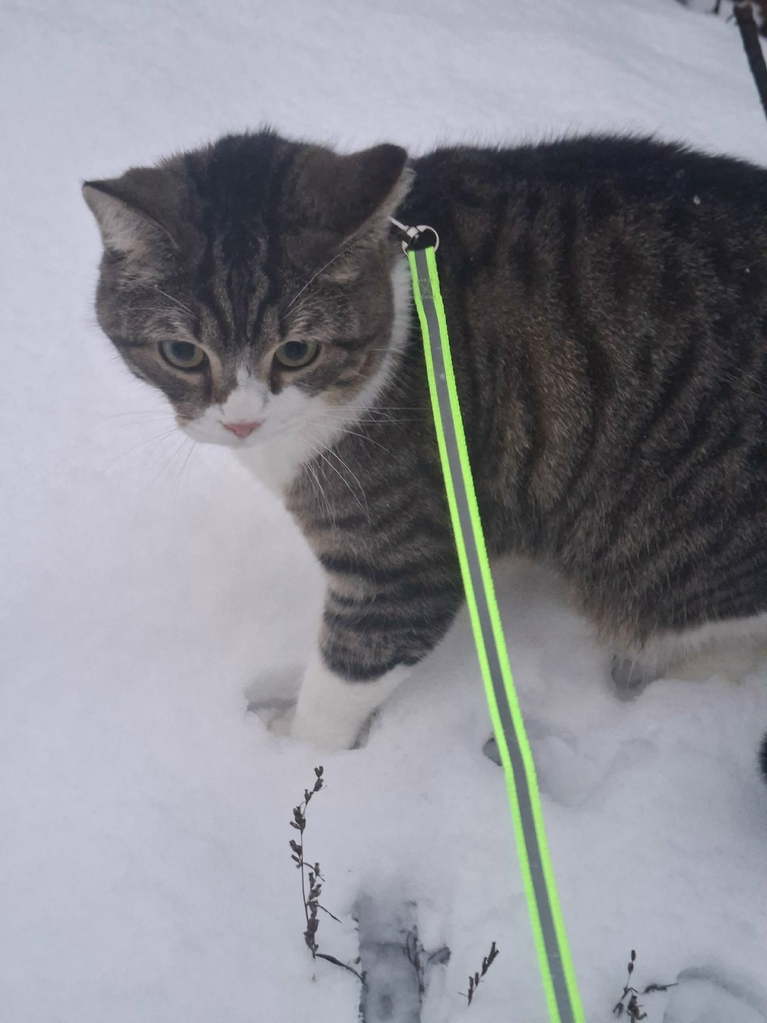 Пропала кошка в Петрозаводске — фото объявления
