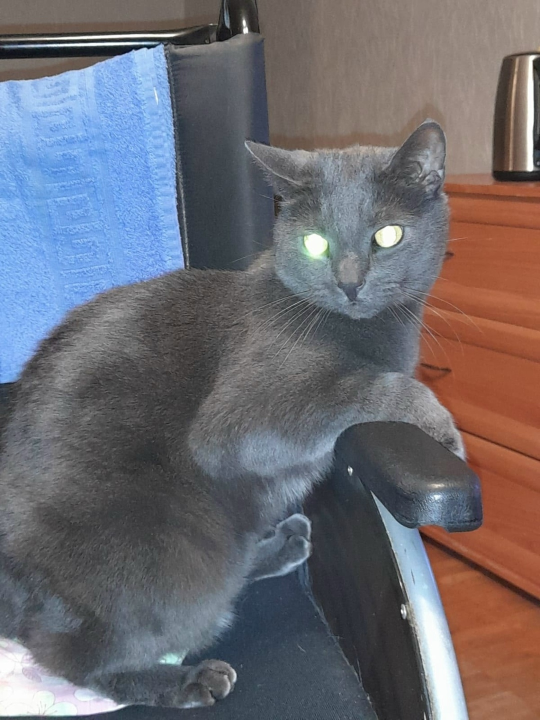 Пропала кошка в Петрозаводске — фото объявления