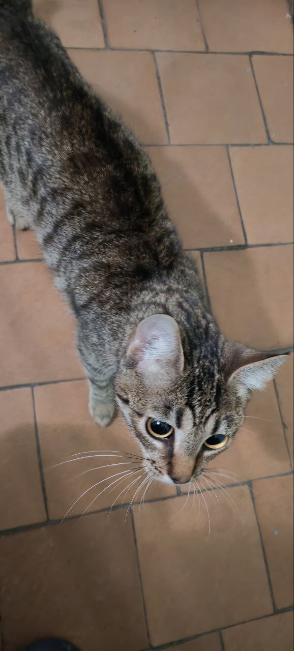 Найдена кошка в Петрозаводске — фото объявления