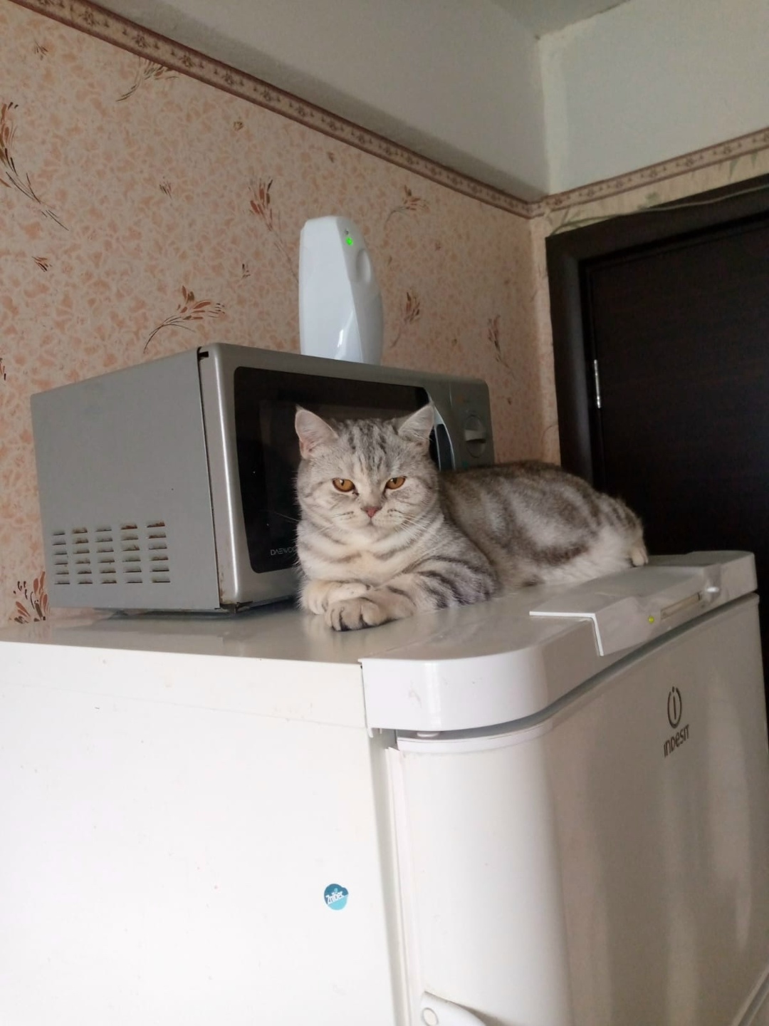 Найдена кошка в Петрозаводске — фото объявления