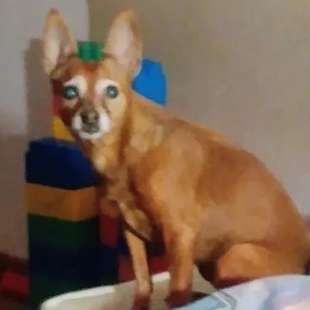 Пропала собака в Петрозаводске — фото объявления