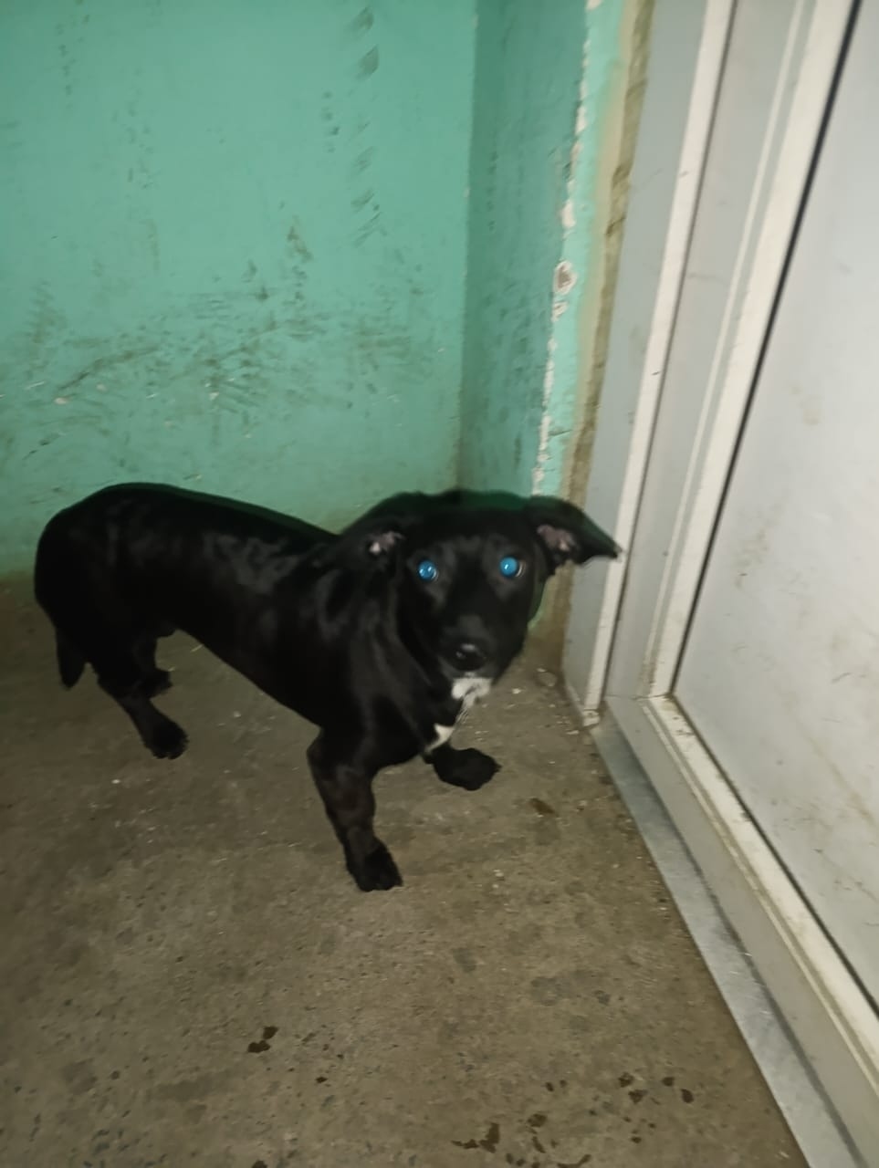 Найдена собака в Петрозаводске — фото объявления