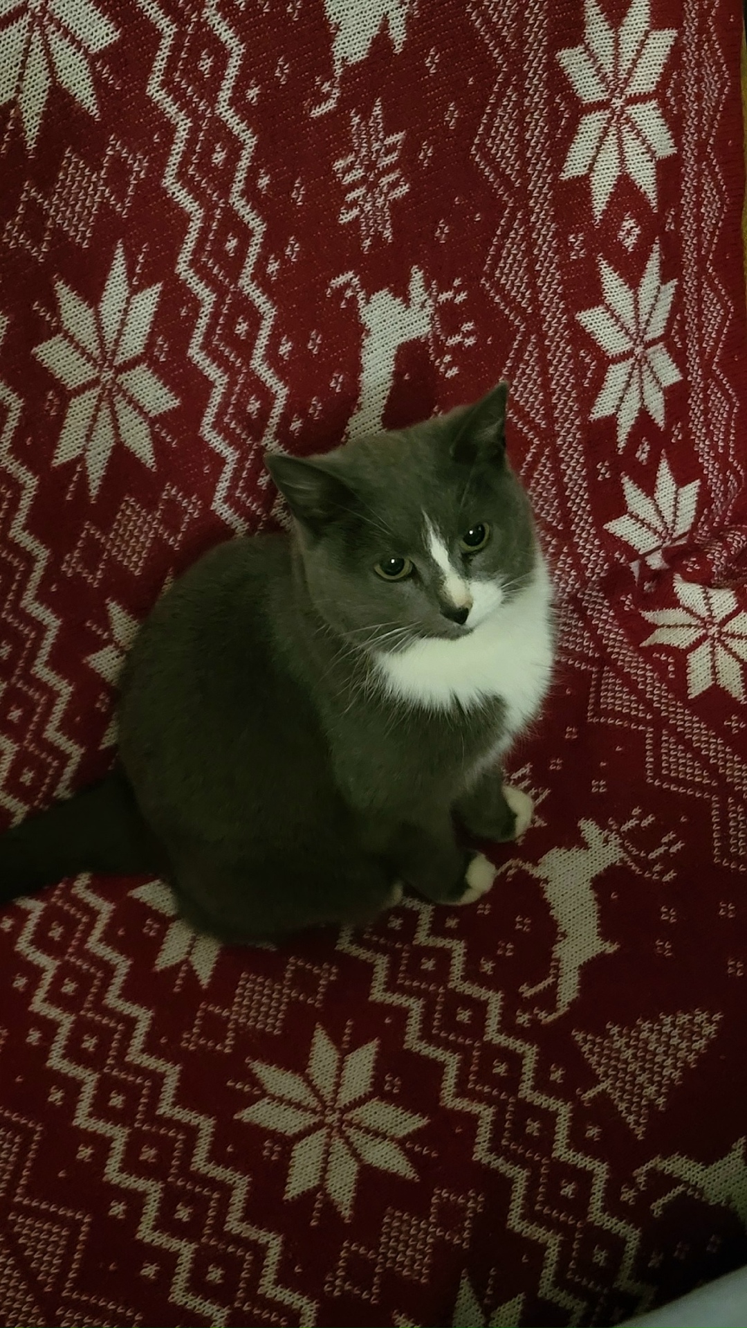 Пропала кошка в Петрозаводске — фото объявления