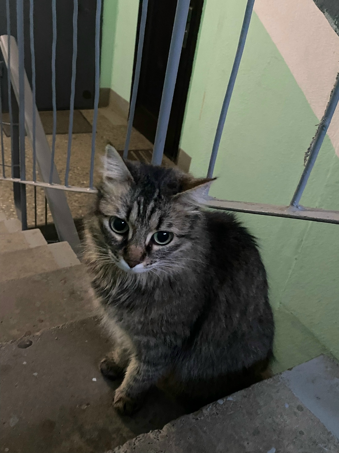 Пропала кошка в Петрозаводске — фото объявления