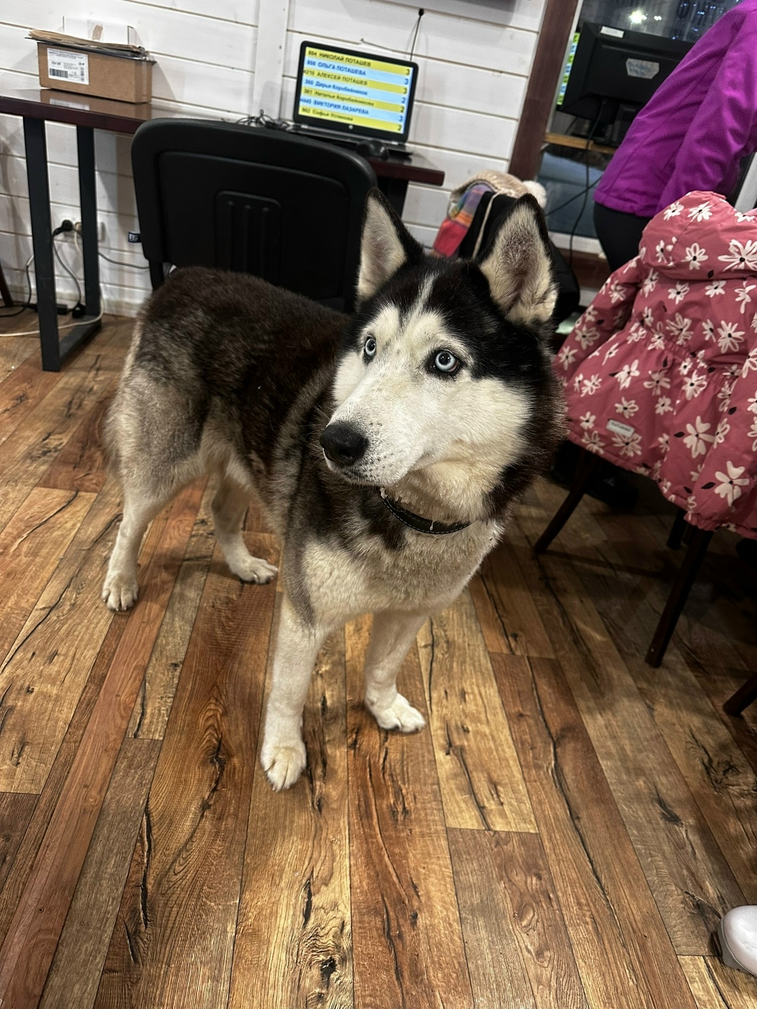 Пропала собака в Петрозаводске — фото объявления