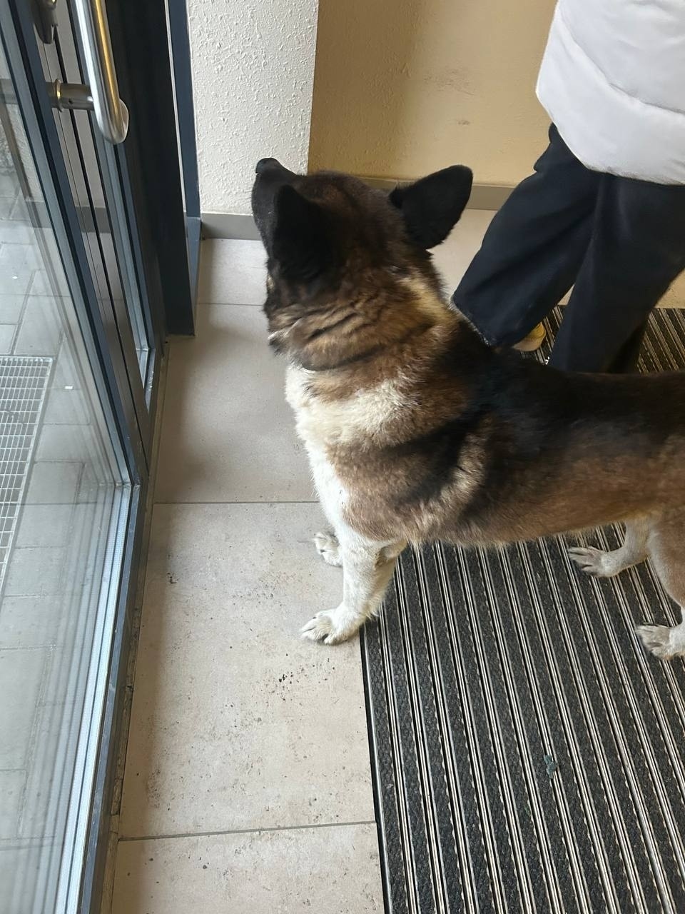 Пропала собака в Петрозаводске — фото объявления