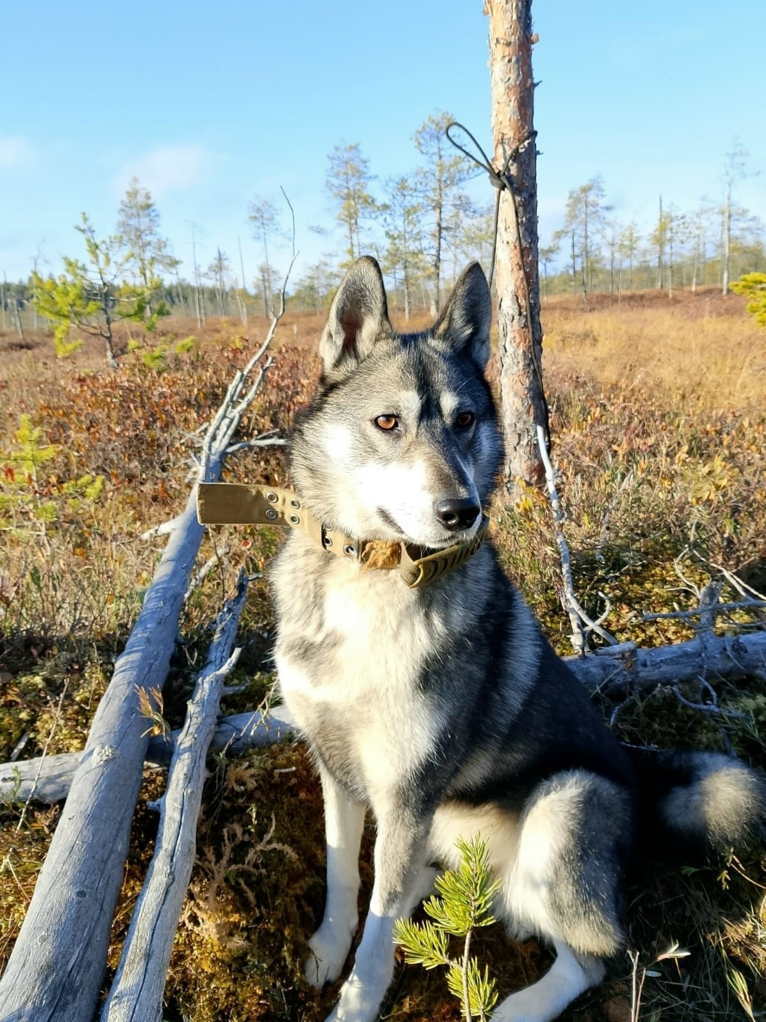 Пропала собака в Петрозаводске — фото объявления