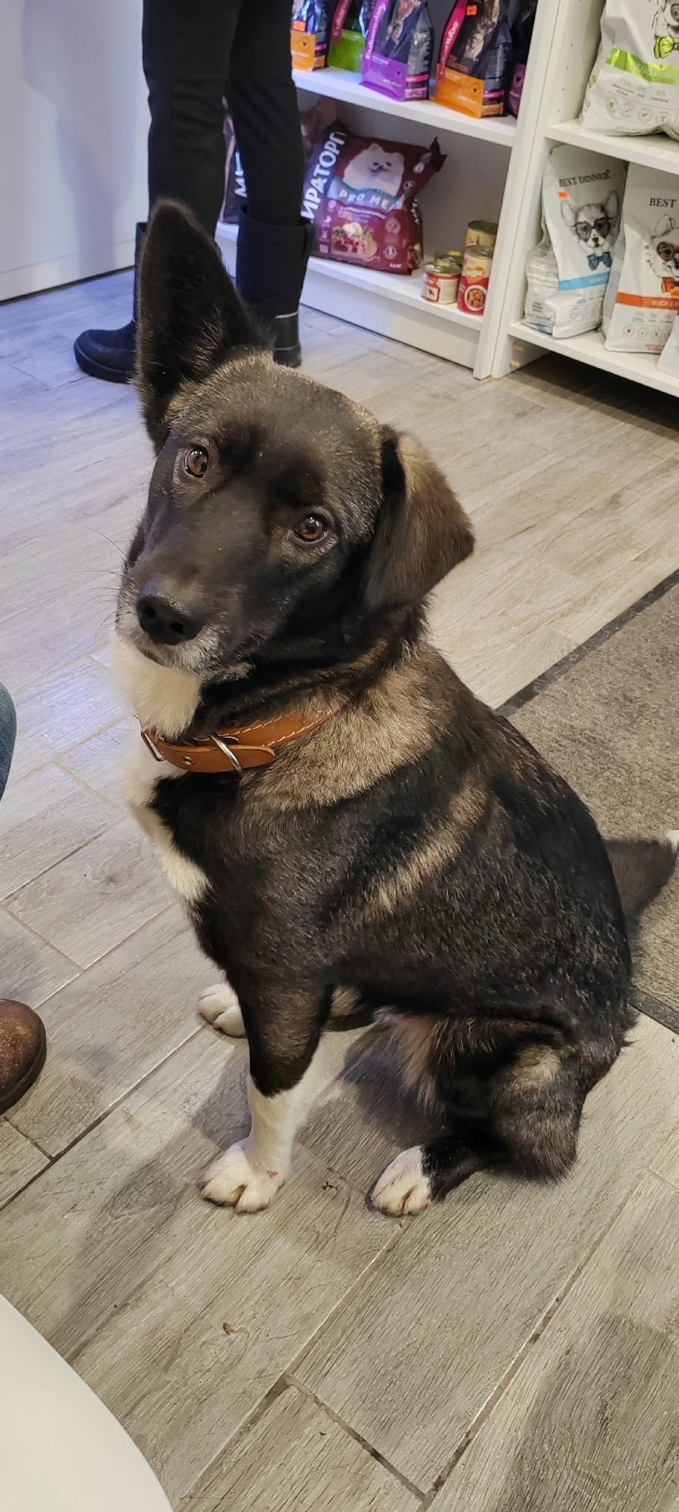 Найдена собака в Петрозаводске — фото объявления