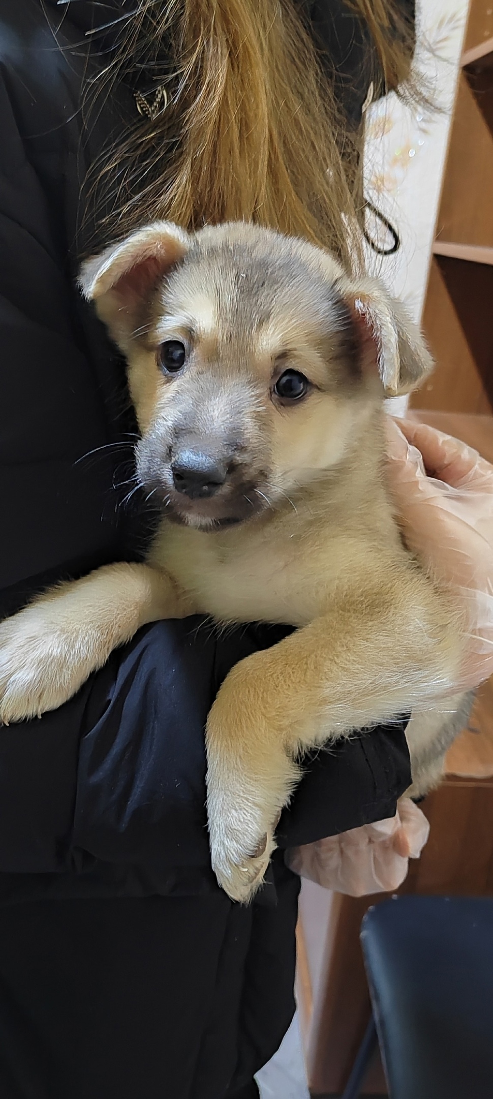 Найдена собака в Петрозаводске — фото объявления
