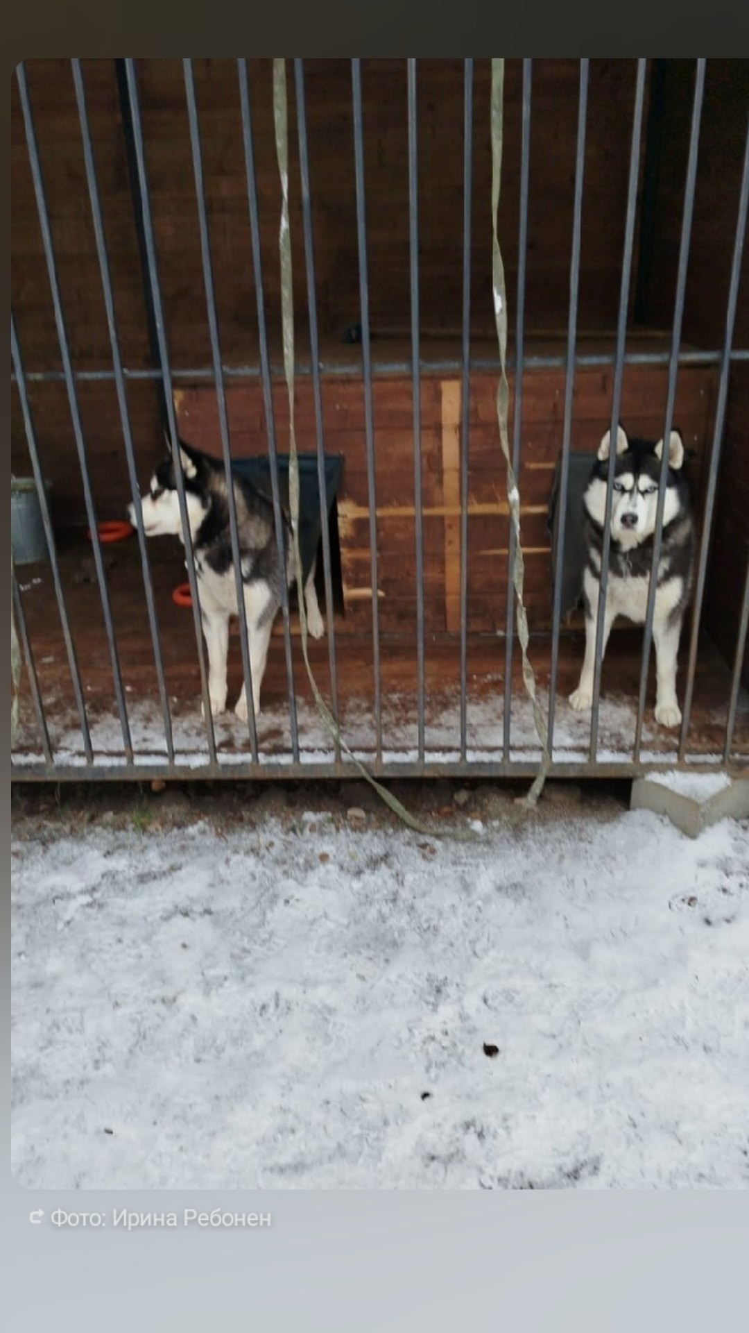 Пропала собака в Петрозаводске — фото объявления