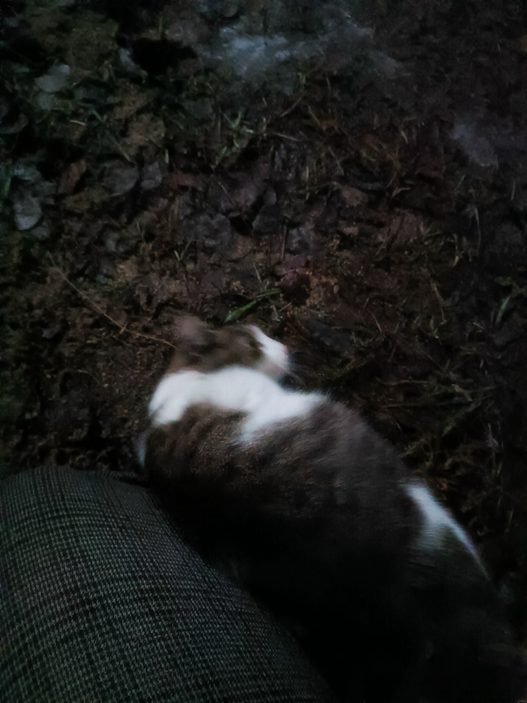 Пропала кошка в Петрозаводске — фото объявления