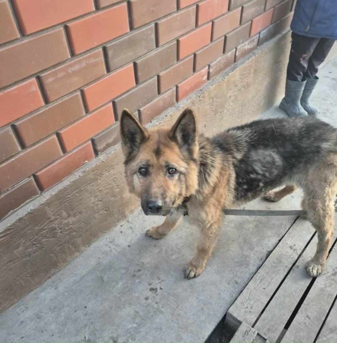 Найдена собака в Нижнекамске — фото объявления