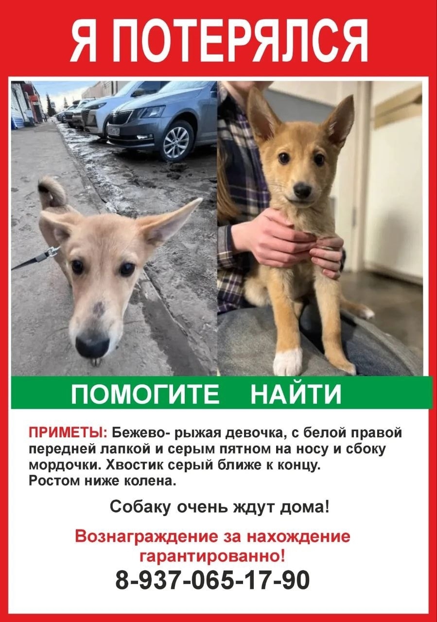 Пропала собака в Нижнекамске — фото объявления