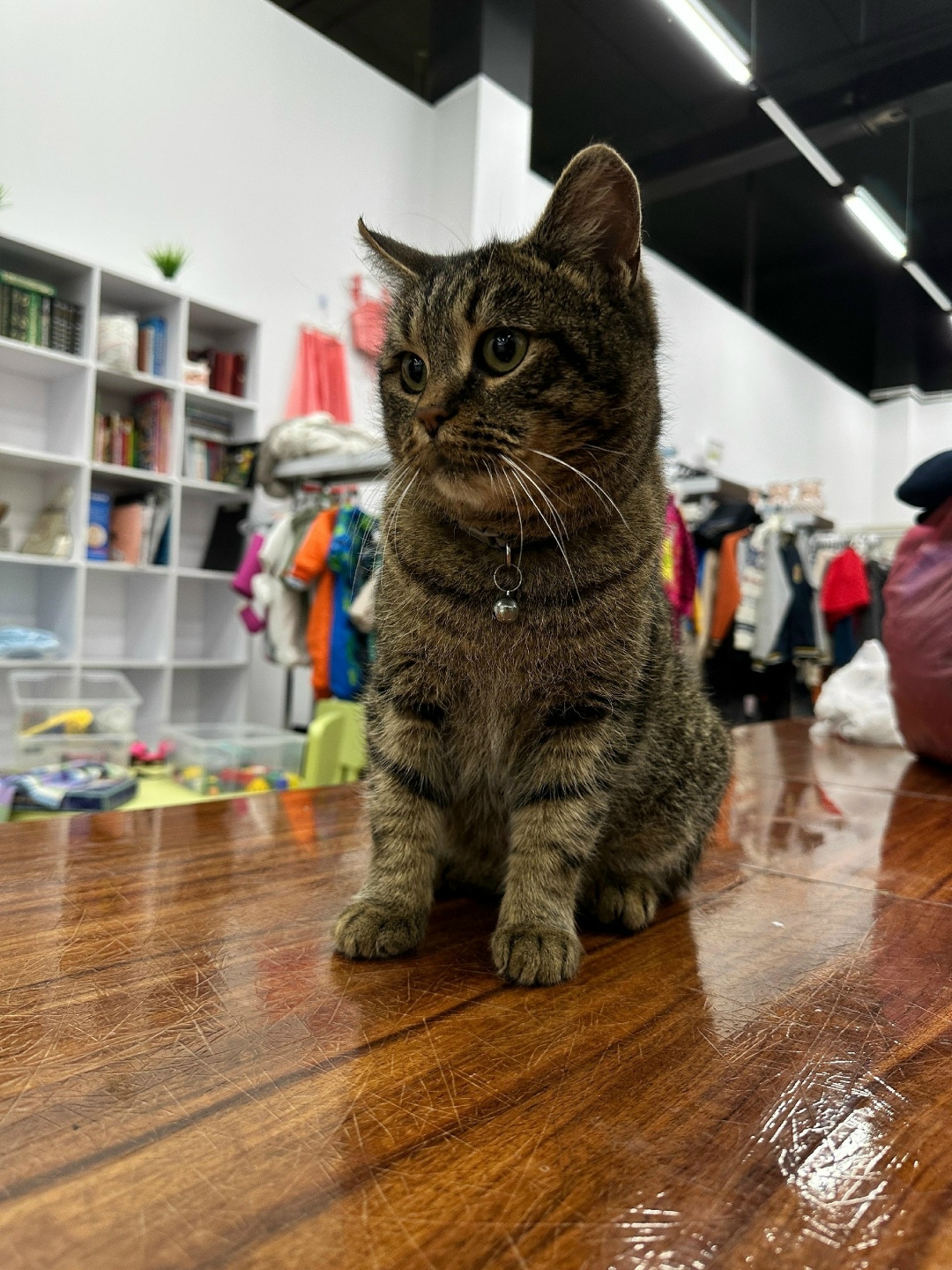 Пропала кошка в Нижнекамске — фото объявления